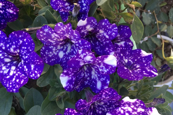 矮牽牛冬季可以開花嗎,矮牽牛是不是四季開花