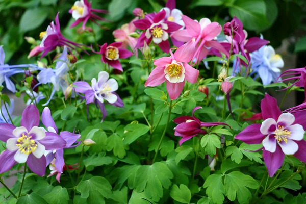 耬斗菜種子