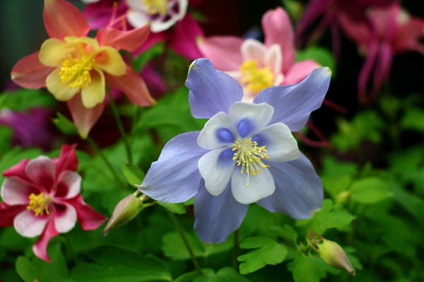 耬斗菜種子