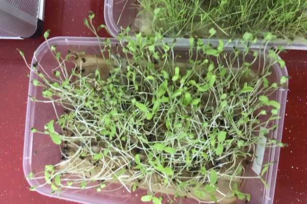 草坪種子發芽時間