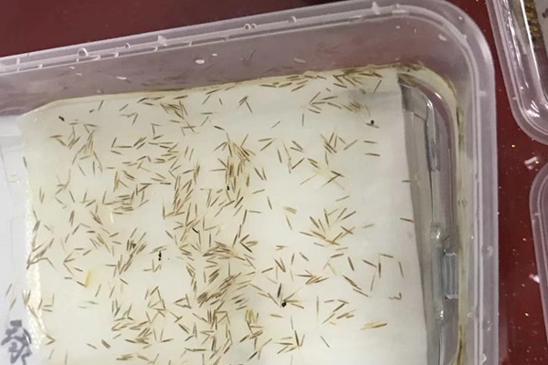 草坪種子發芽時間