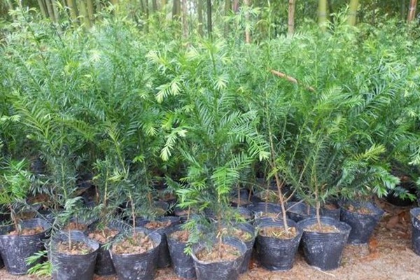 紅豆杉種子催芽及種植方法