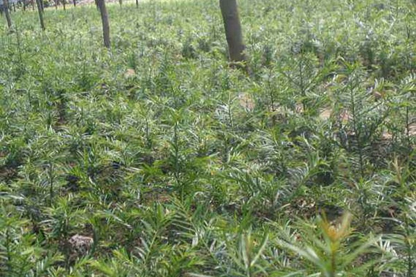 紅豆杉種子催芽及種植方法