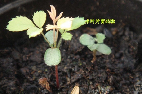 玫瑰花種子什么時候播種