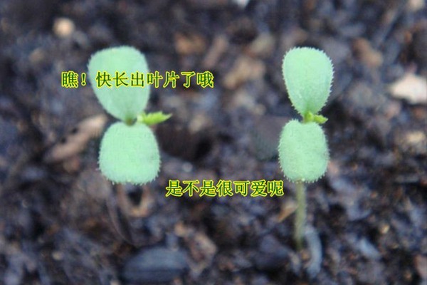 玫瑰花種子什么時候播種