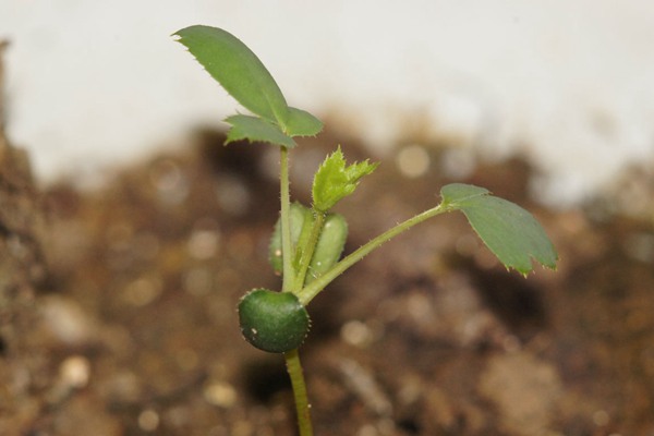 月季花種子什么時候種