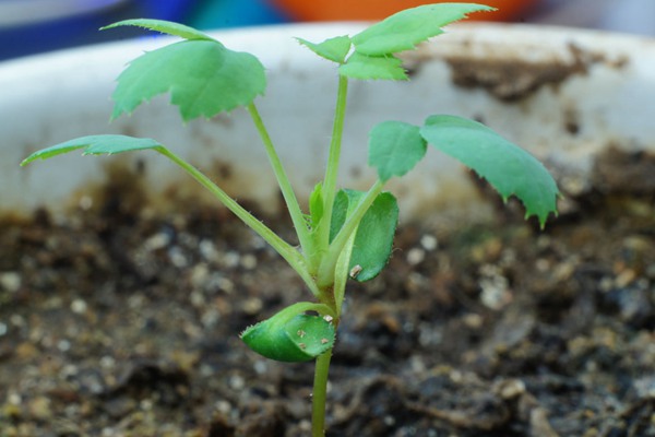月季花種子什么時候種