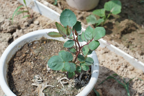 月季花種子什么時候種
