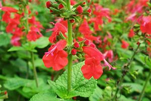 紅花鼠尾草種子播種方法及批發價格