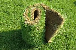 冷季型草坪草有哪些特性