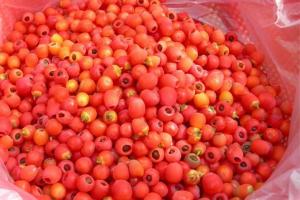 紅豆杉種子催芽及種植方法