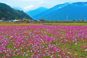 秋英花與格桑花的區別有哪些？