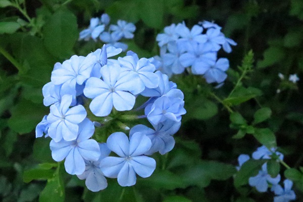 藍花丹.jpg