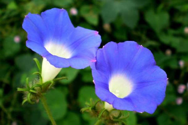 藍色牽牛花.jpg