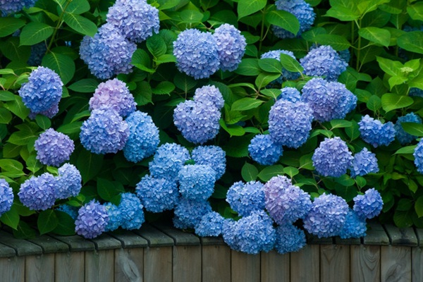 藍色繡球花.jpg