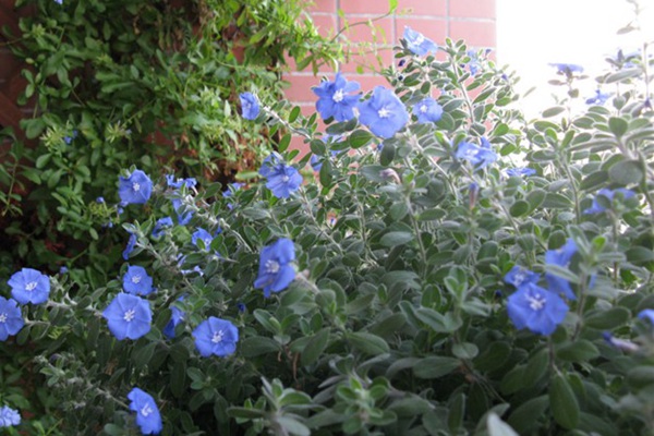 藍星花.JPG