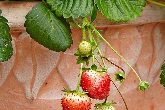 花園里種植水果需要注意些什么？