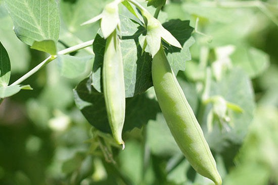 豌豆種植你需要了解的幾個注意事項