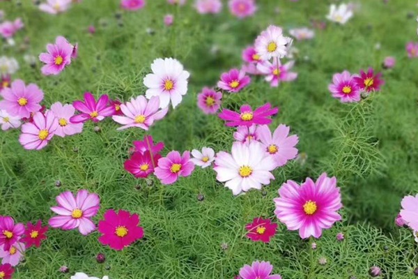 格桑花種子怎么種，需要泡嗎？