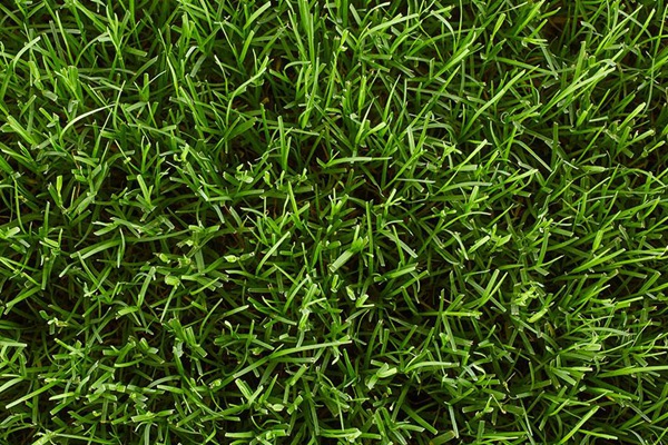 耐旱的草坪品種有哪些？