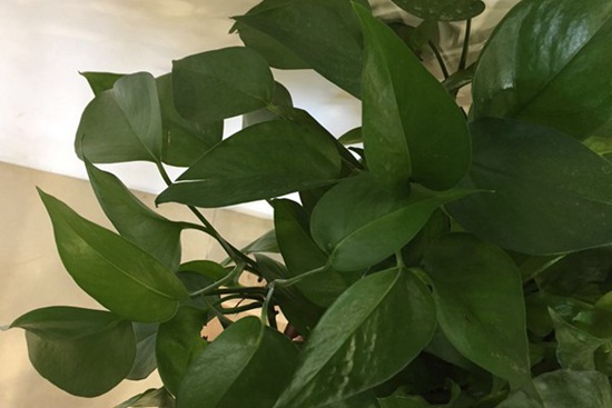 五種養不死的盆栽植物推薦