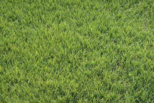 紫羊茅的種植技術要領