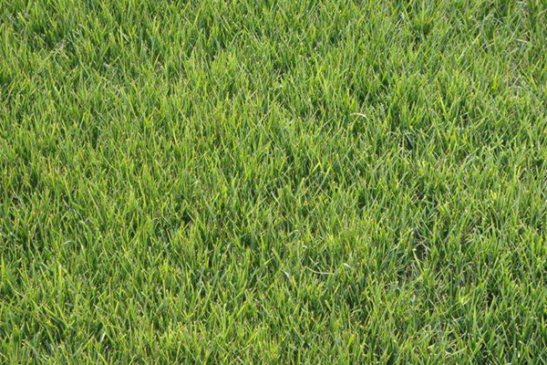 紫羊茅的種植技術要領