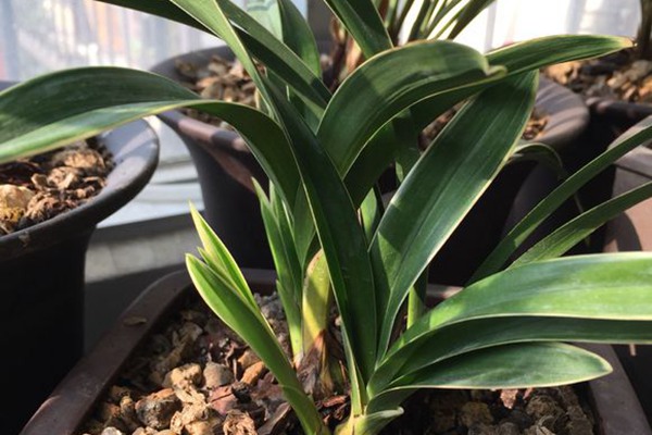 如何在室內種植蘭花