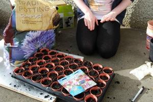 麝香豌豆花種子的種植方法