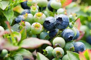 花園里種植藍莓的技巧及注意事項