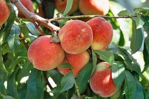 桃樹的種植指南,桃樹的種植管理方法