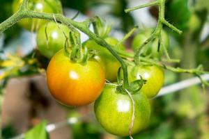 西紅柿老長不熟是什么原因