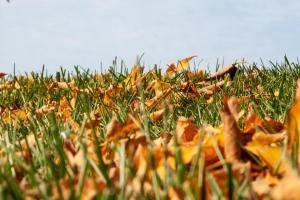 秋天要注意清除草坪上的落葉及枯草
