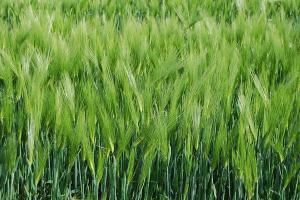 大麥種子應該如何種植,大麥的種植技術