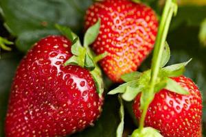 非常全面的草莓種植方法介紹