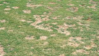 夏季斑禿病