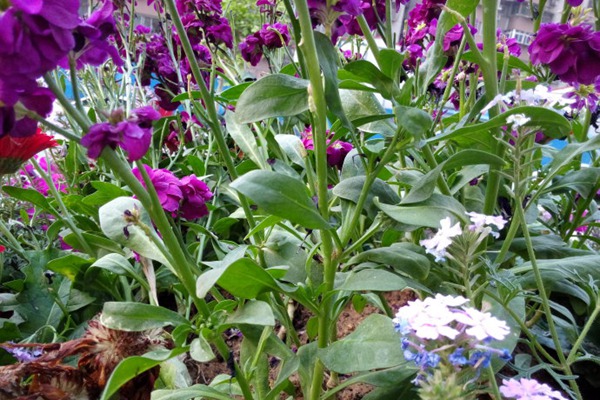 紫羅蘭花的品種與圖片大全