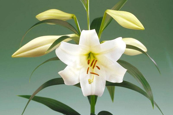 白特里昂菲特