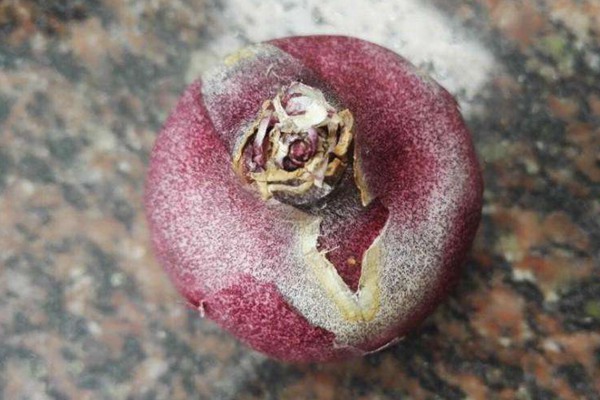 風信子開花后怎么養？