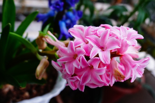 風信子開花后怎么養？