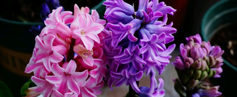 風信子開花后怎么養