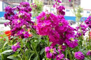 紫羅蘭花的品種與圖片大全