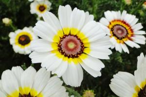 花環菊的種植方法及種植技巧