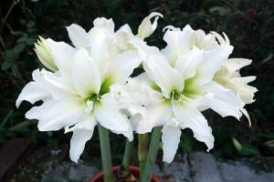 冰皇后(單瓣)