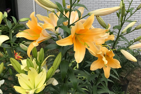 送女人百合花什么意思
