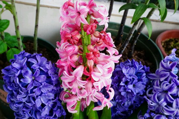 風信子的花期是什么時候