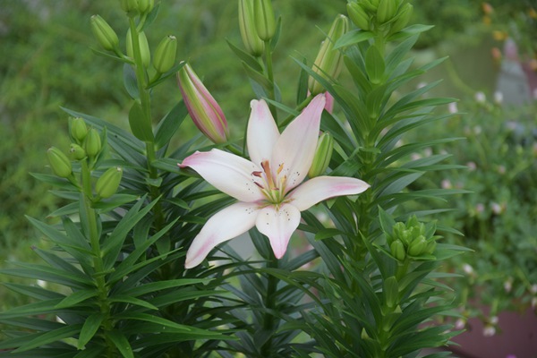 舒適的華爾茲