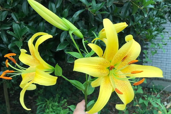 不同顏色百合花的花語和寓意