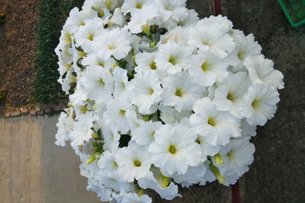 矮牽牛花期是什么時候