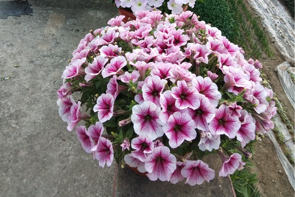 矮牽牛花期是什么時候